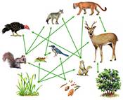 Food web ile ilgili görsel sonucu